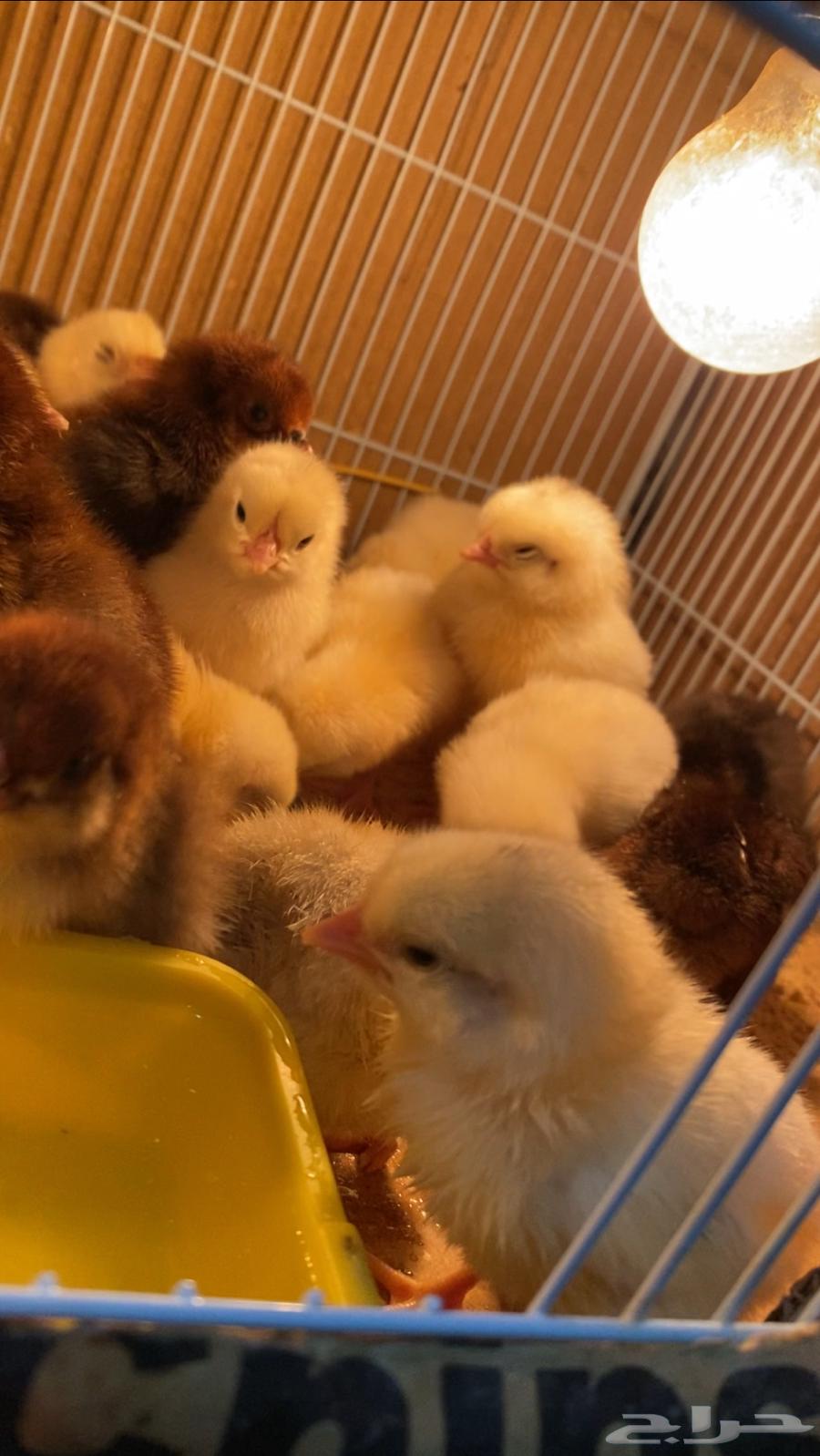 Chickens63244422322435111