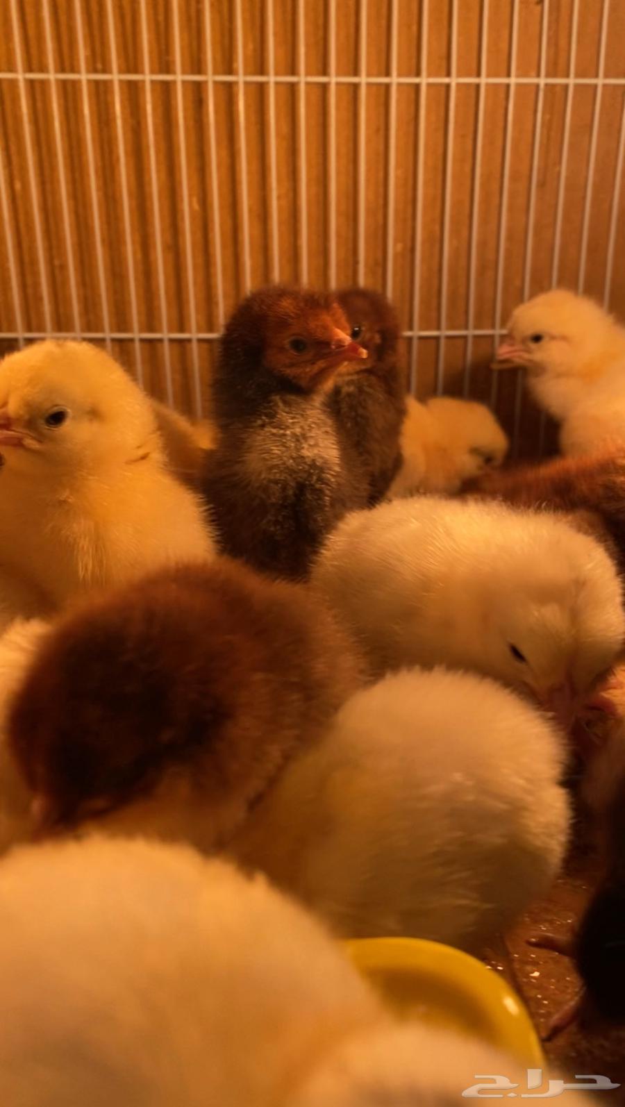 Chickens63244422322435117