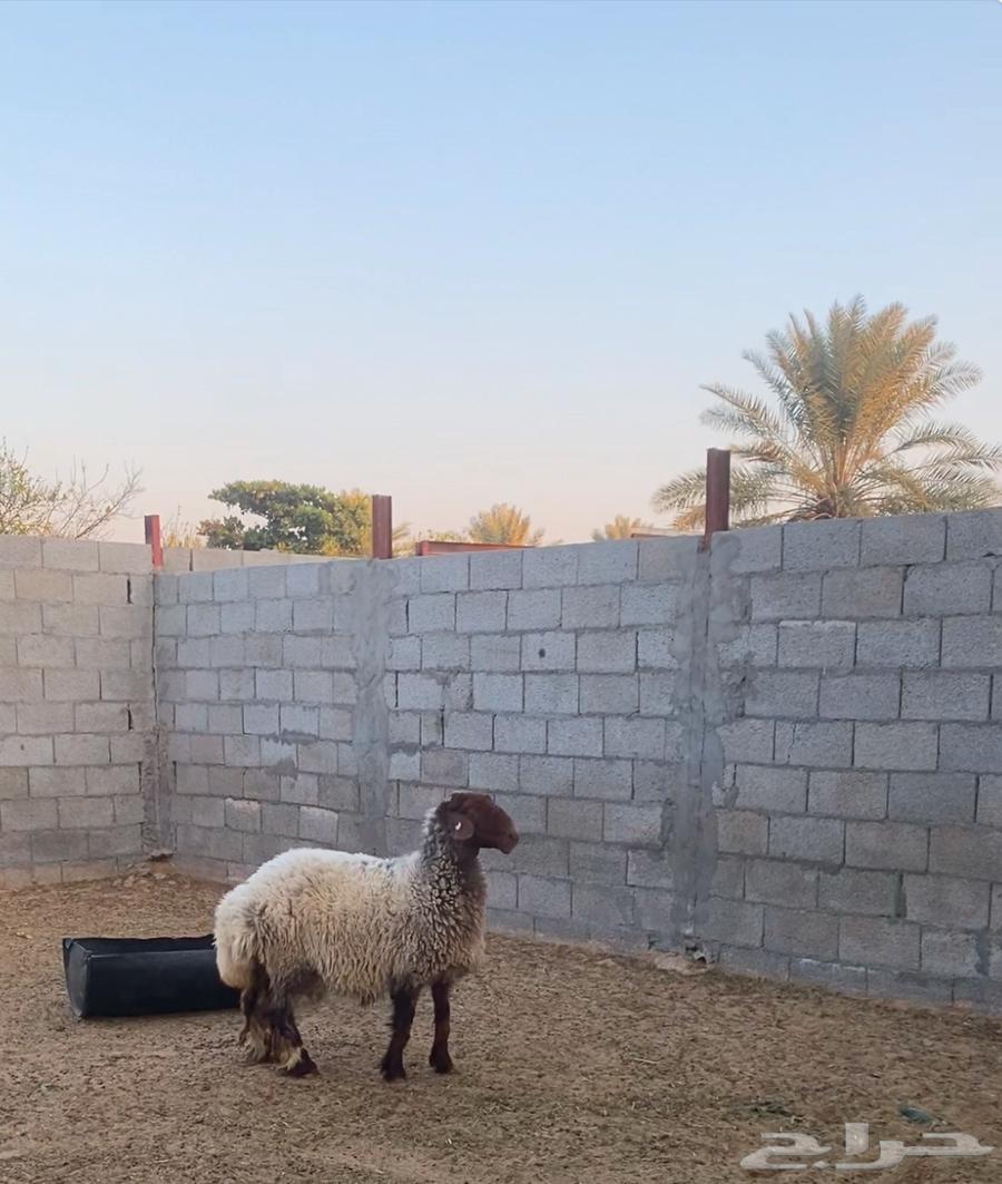شاة صنف تم البيع63243409500675112