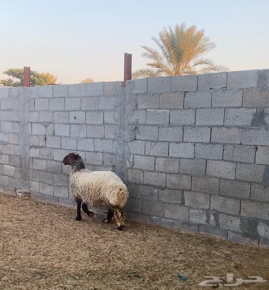 شاة صنف تم البيع63243409500675113