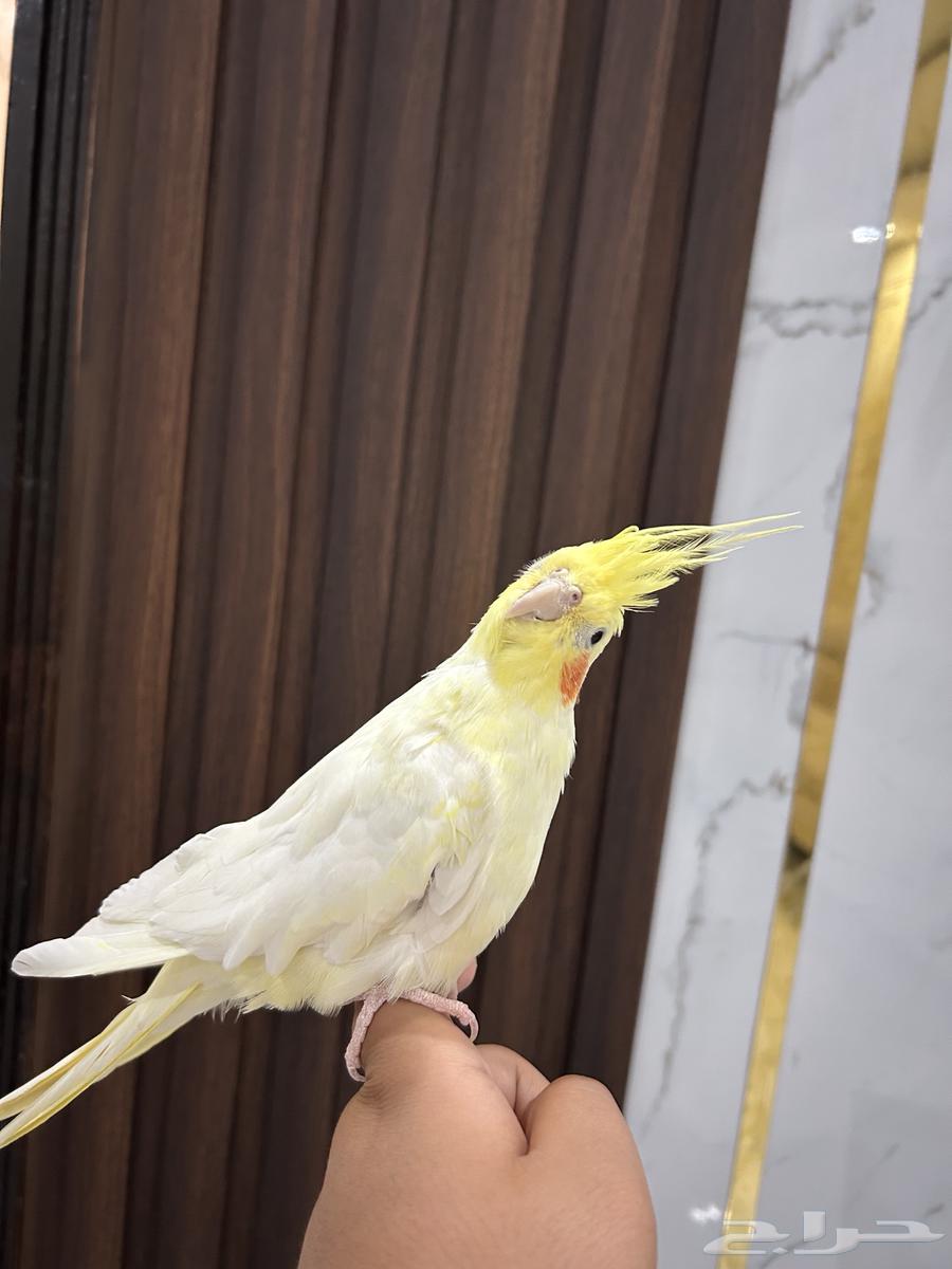 كروان اليف جداا ملاحظه لايوجد استبدال63242915267969111