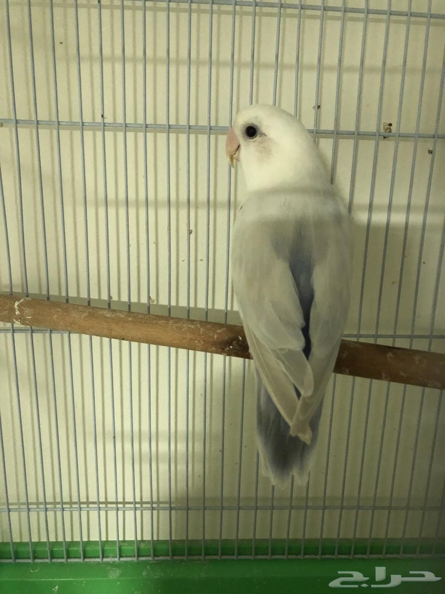 White rose for sale63618085467395111