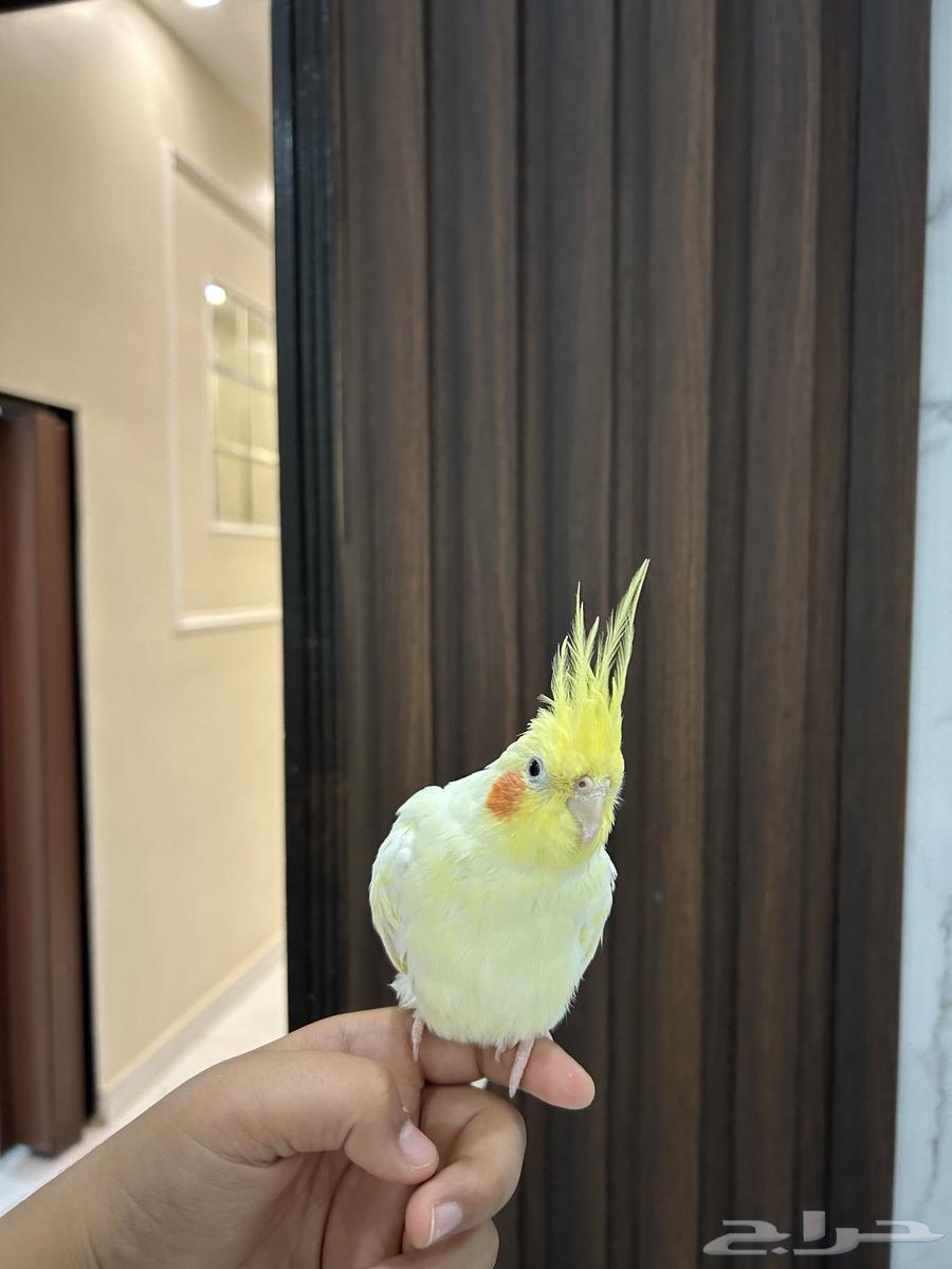 كروان اليف جداا ملاحظه لايوجد استبدال63242915267969112