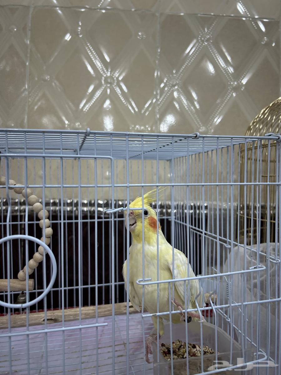 كروان اليف جداا ملاحظه لايوجد استبدال63242915267969114