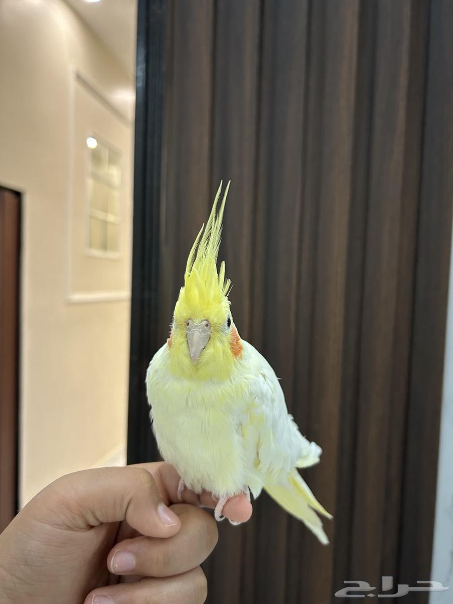 كروان اليف جداا ملاحظه لايوجد استبدال632429152679691119