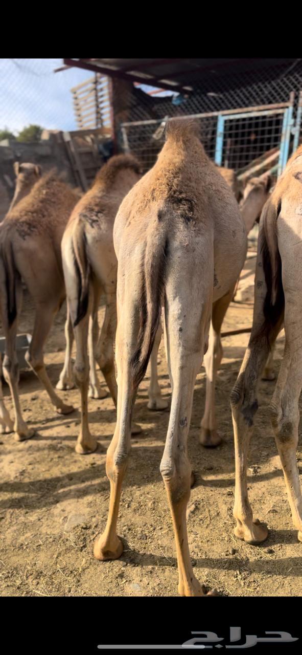 قعدان صومالية تربية ثلاثة أشهر63618086708737114