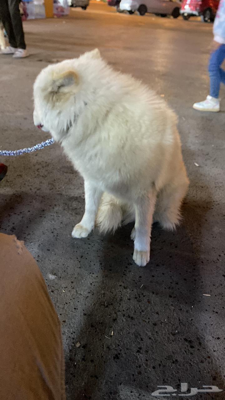 Female Husky available for adoption63243419411841111