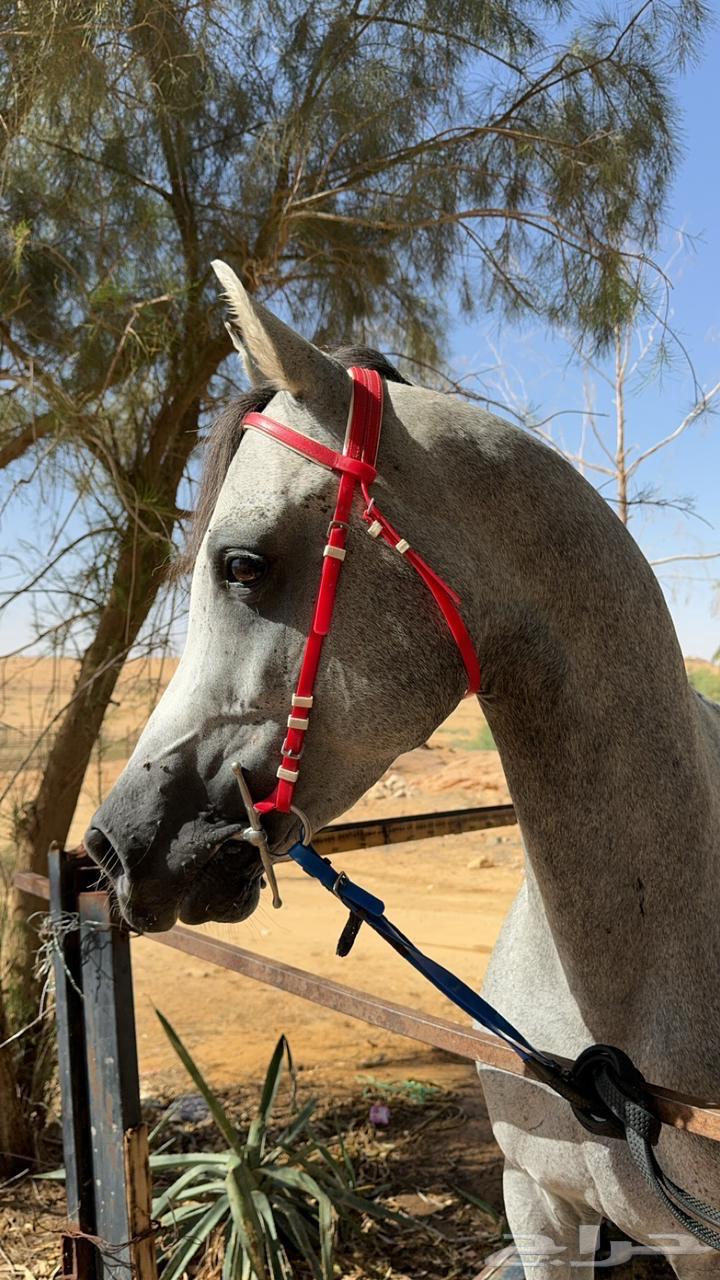 Horse for sale63008176809602113