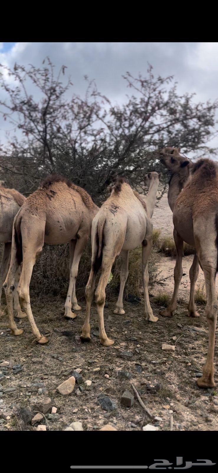 قعدان صومالية تربية ثلاثة أشهر63618086708737113