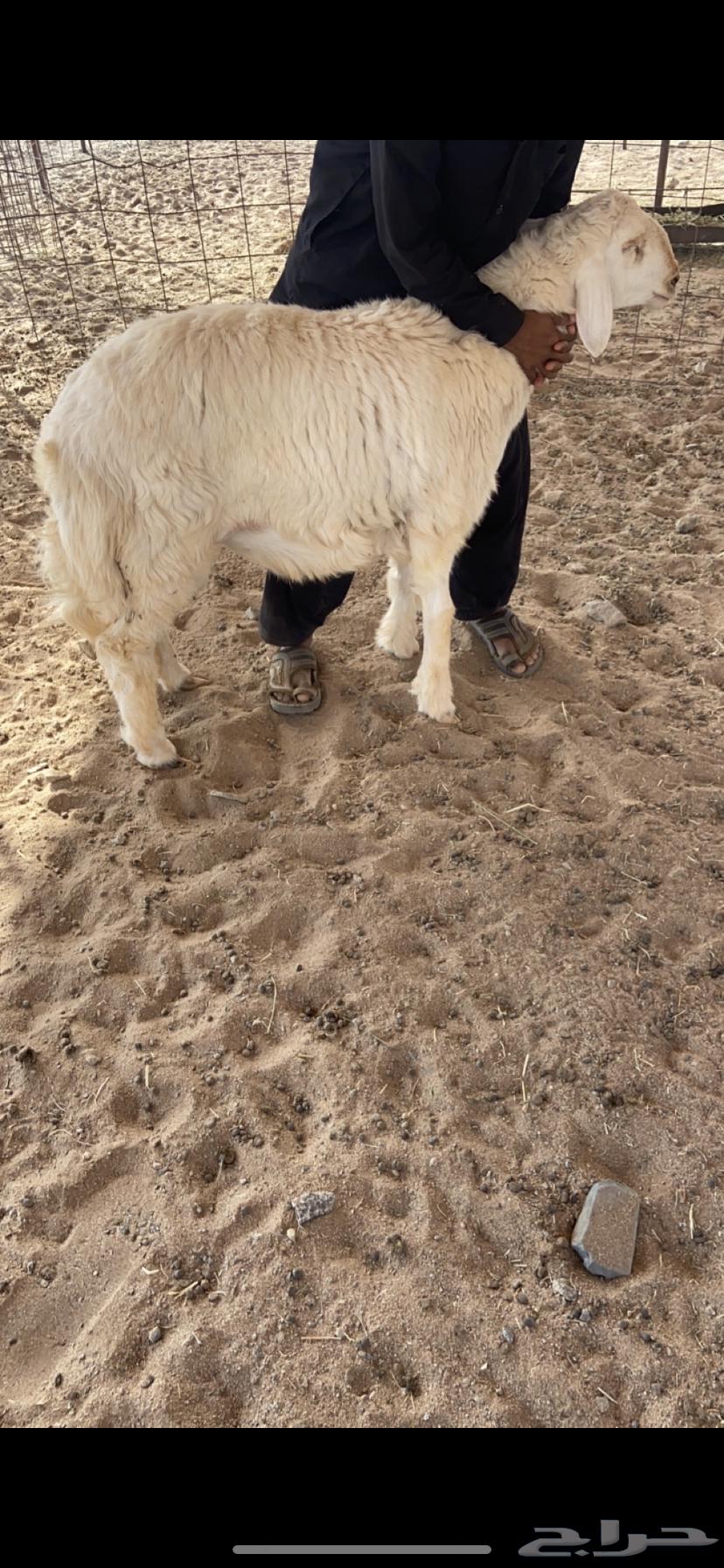 Slaughterhouse Best Prices63008291551361114
