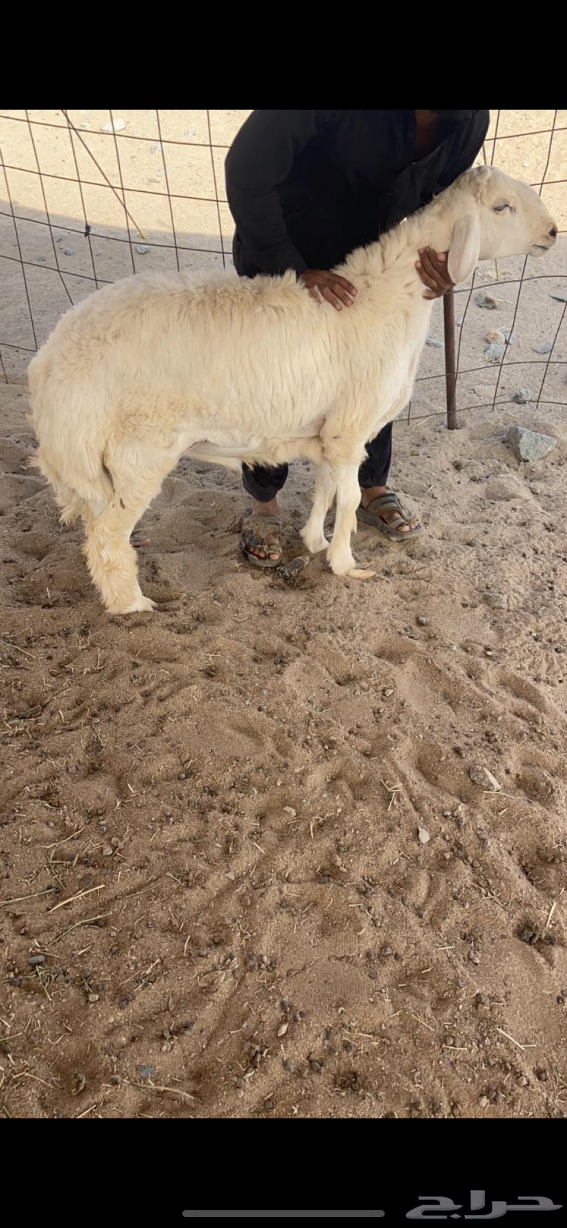 Slaughterhouse Best Prices63008291551361112