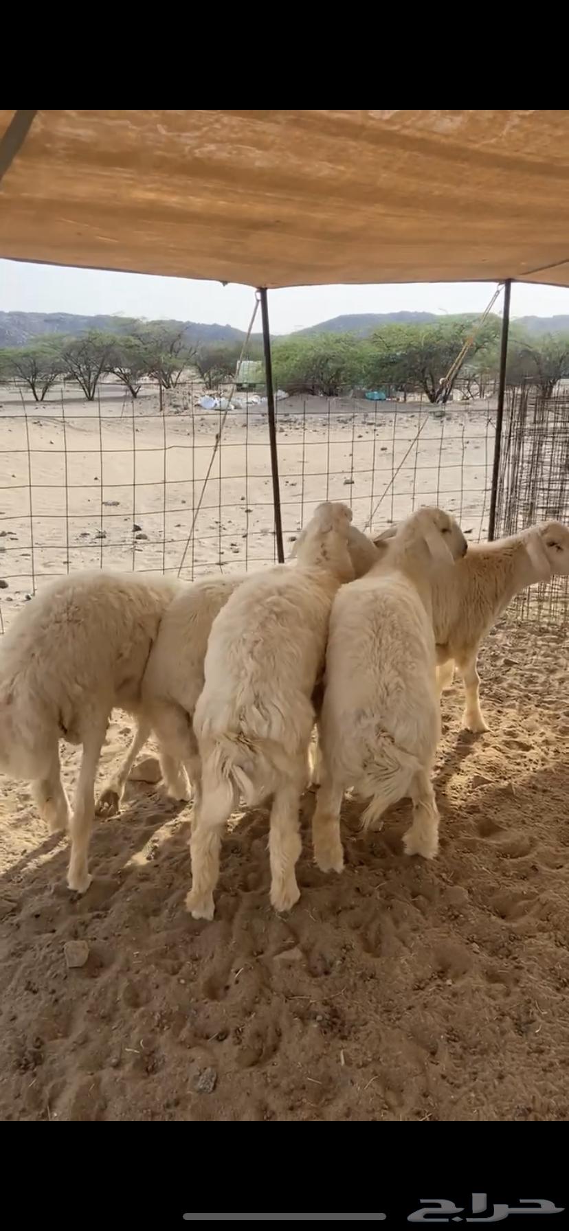 Slaughterhouse Best Prices63008291551361111