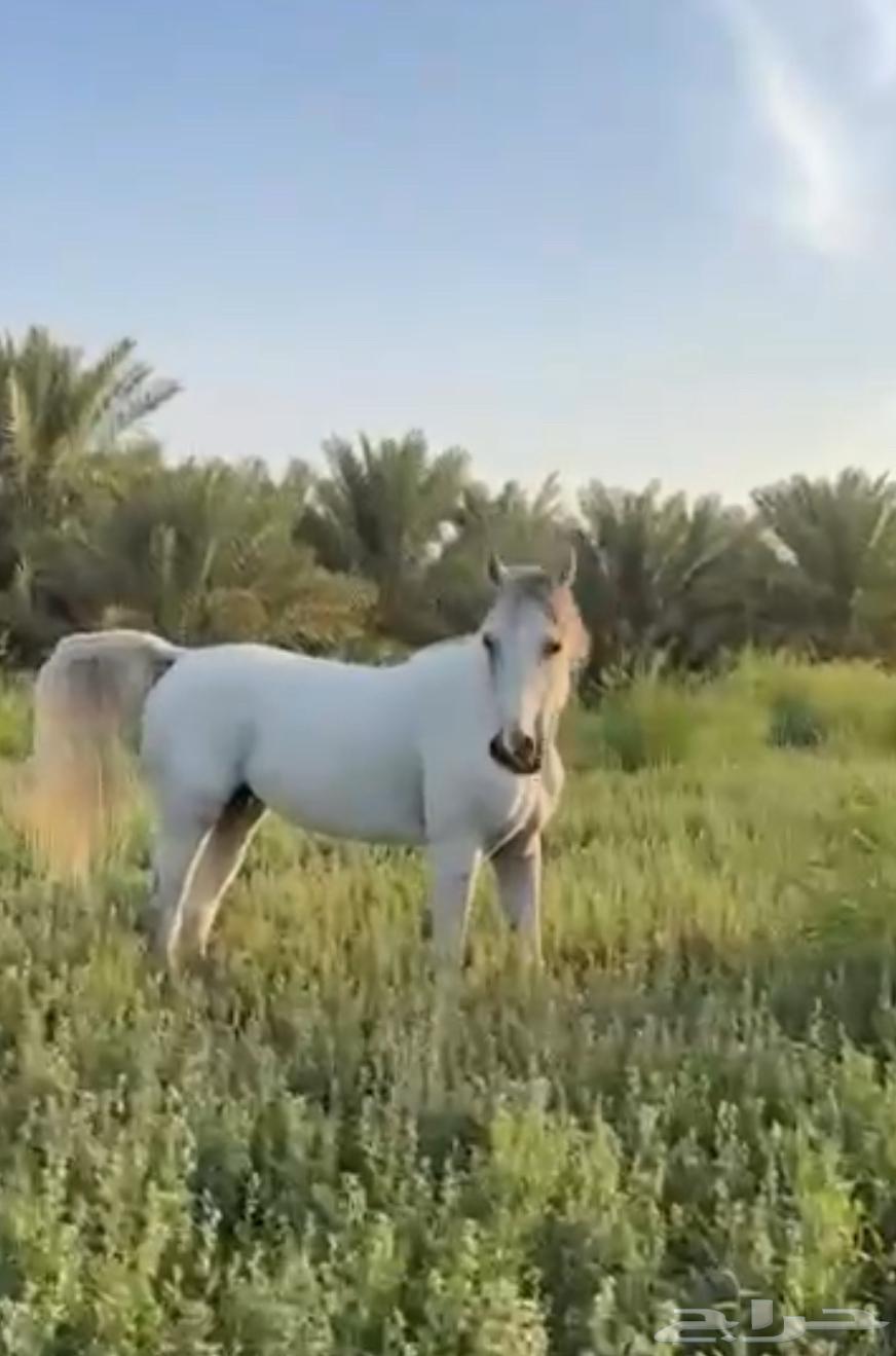 Popular Sheikh Horse63008177013891111
