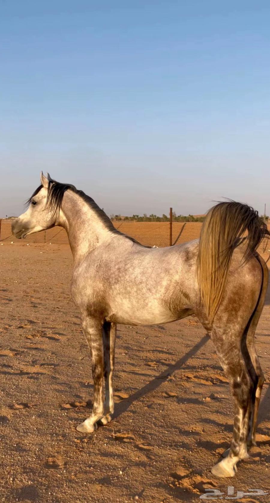 Horse for sale63008176809602111