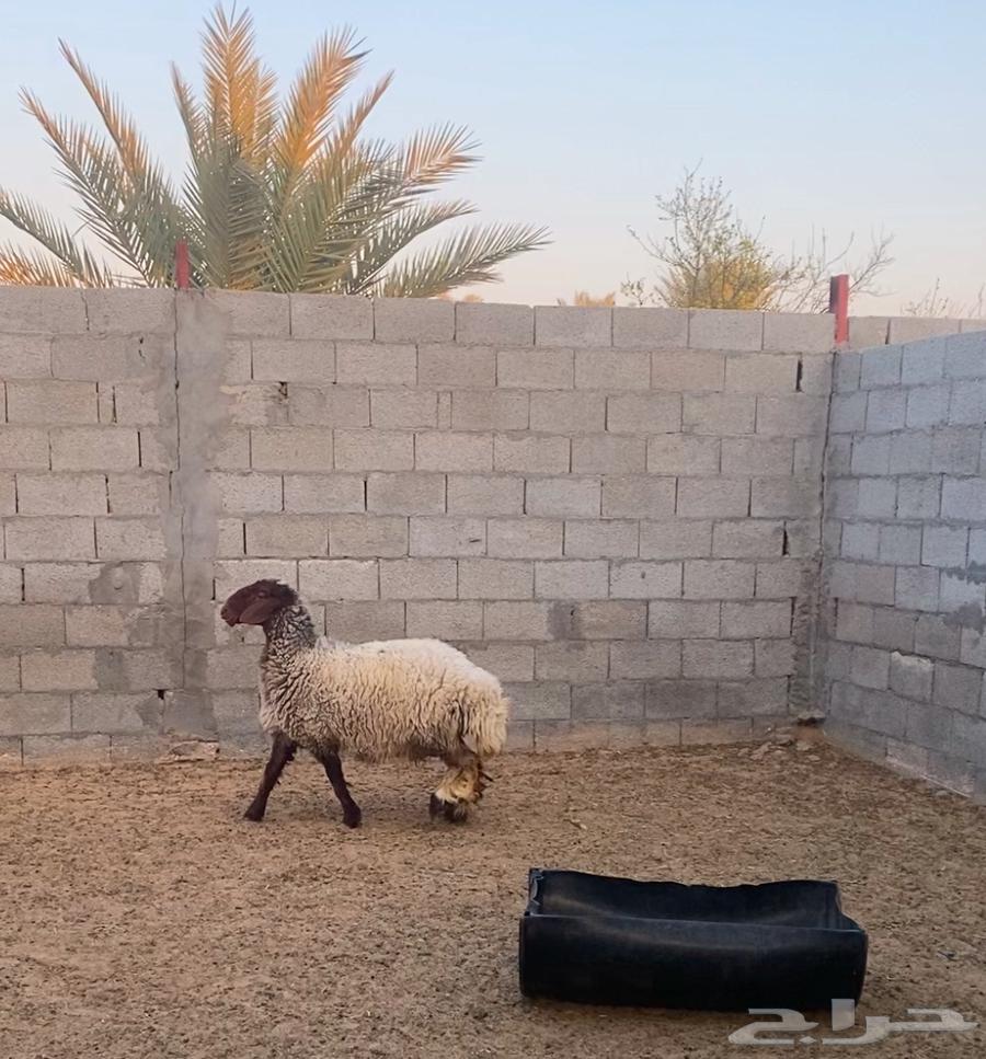 شاة صنف تم البيع63243409500675111