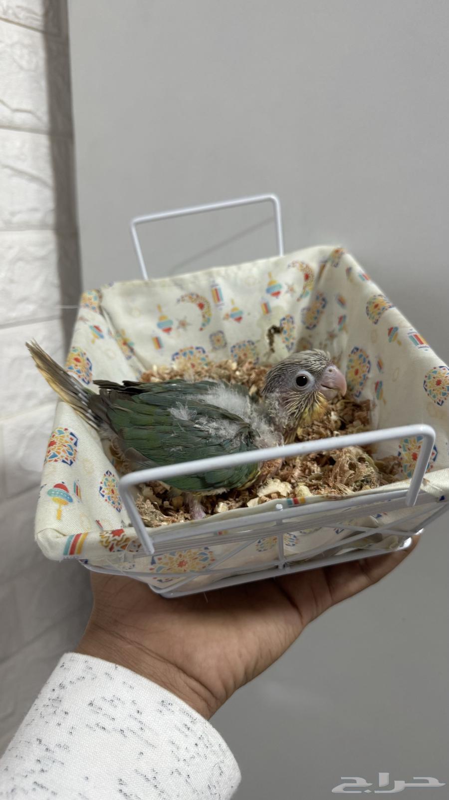For sale, Cinna junior chick ((Sold))63242419145601111