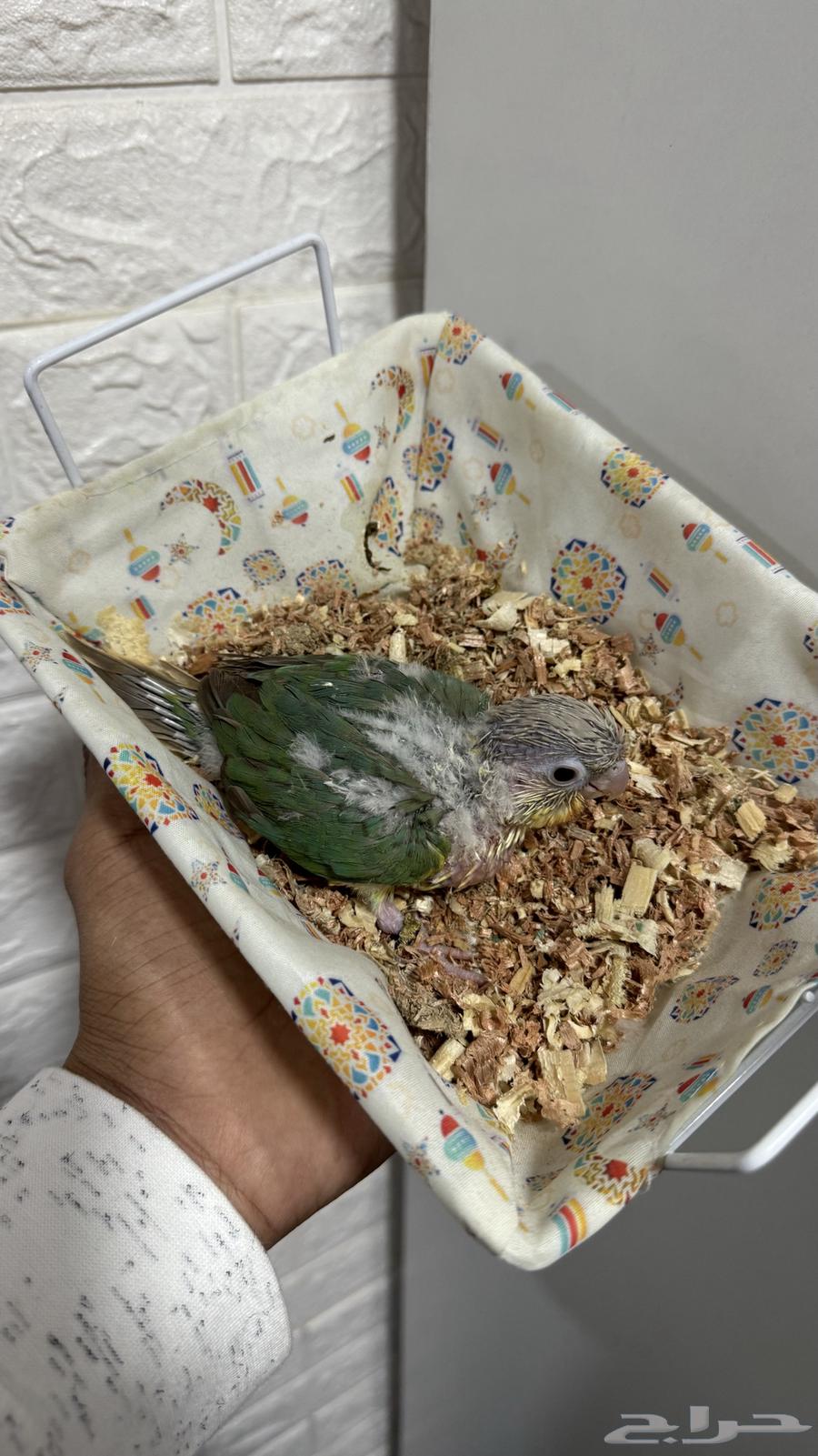 For sale, Cinna junior chick ((Sold))63242419145601119