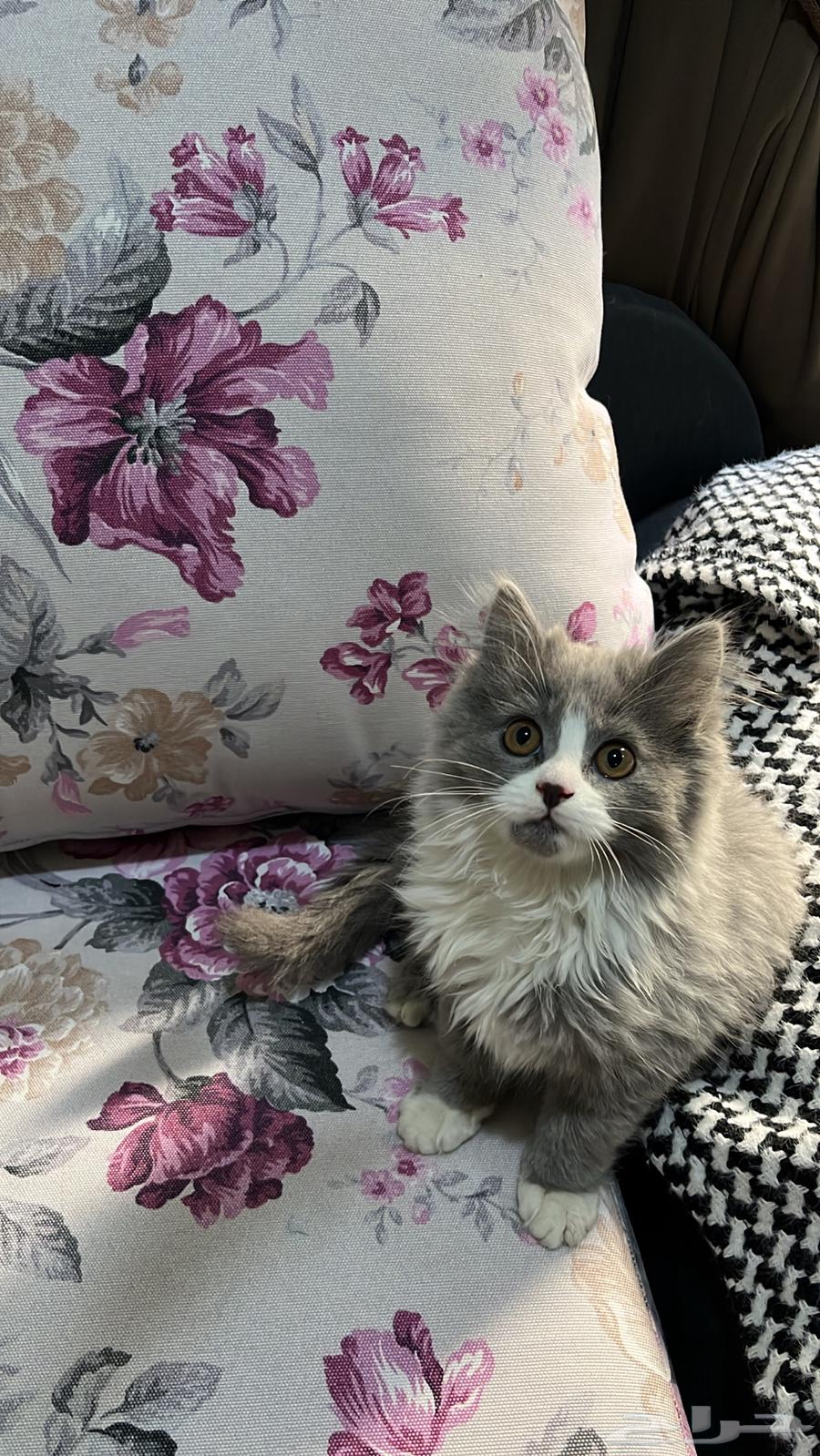 Selling cats63241868087681113