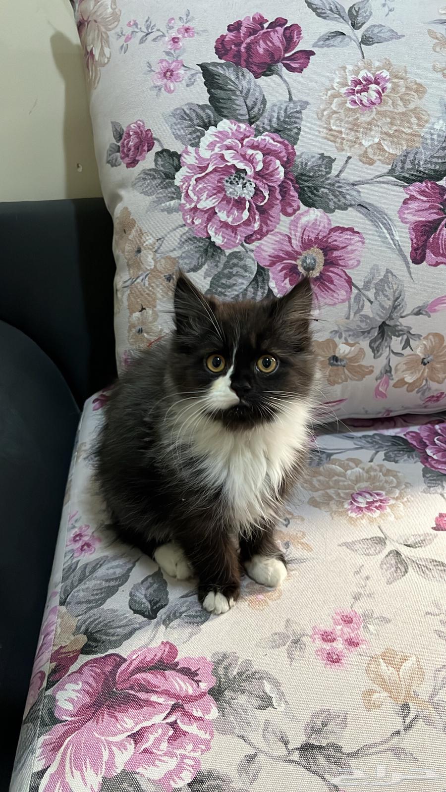 Selling cats63241868087681112