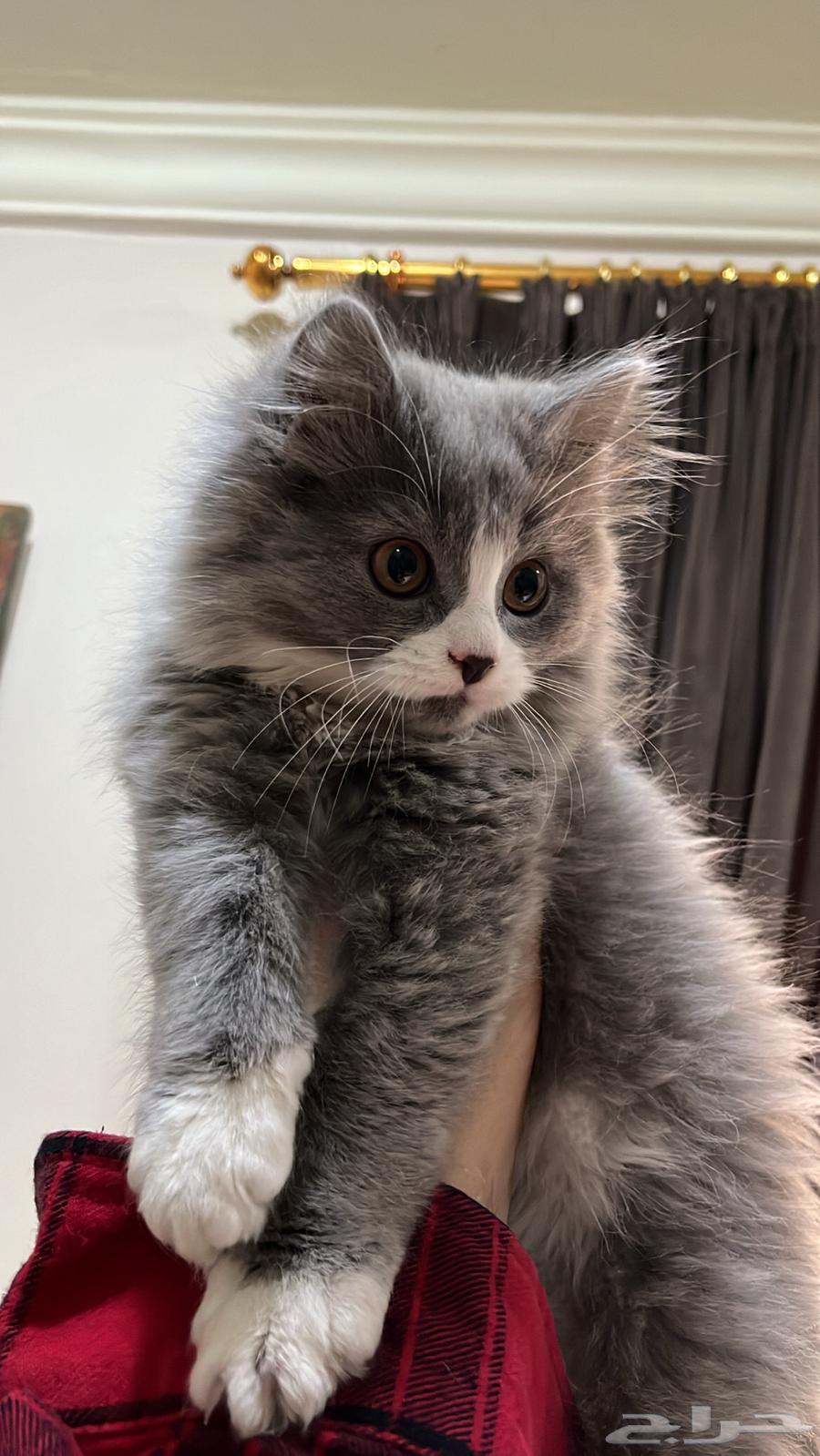 Selling cats63241868087681114