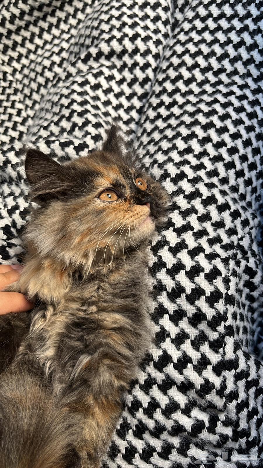 Selling cats632418680876811125