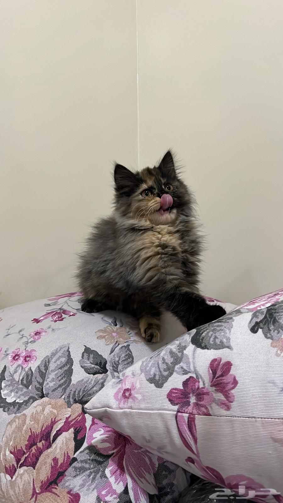 Selling cats63241868087681111