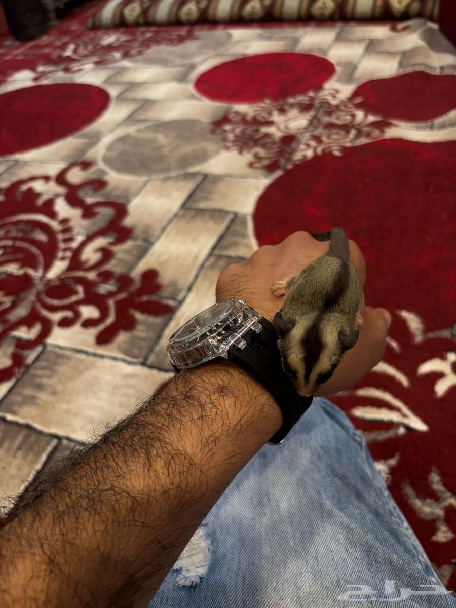 سجاب طائر63242926065025113