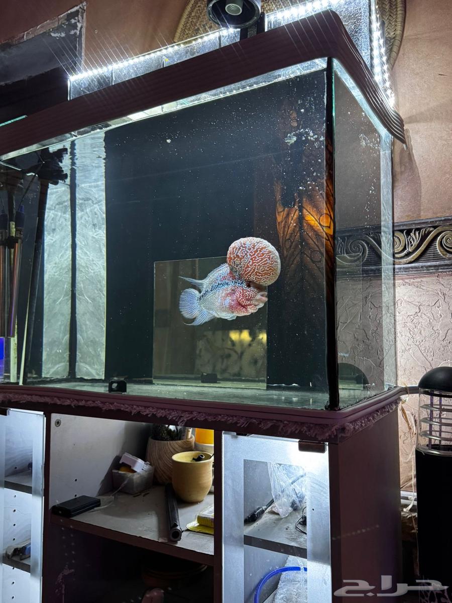 Fish tank with a hanging filter63240356330114111