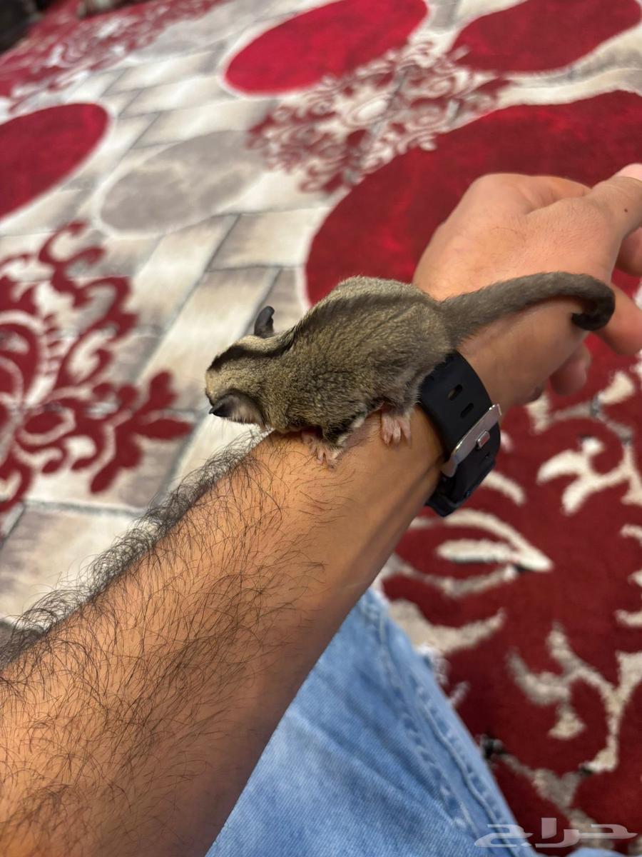 سجاب طائر63242926065025112