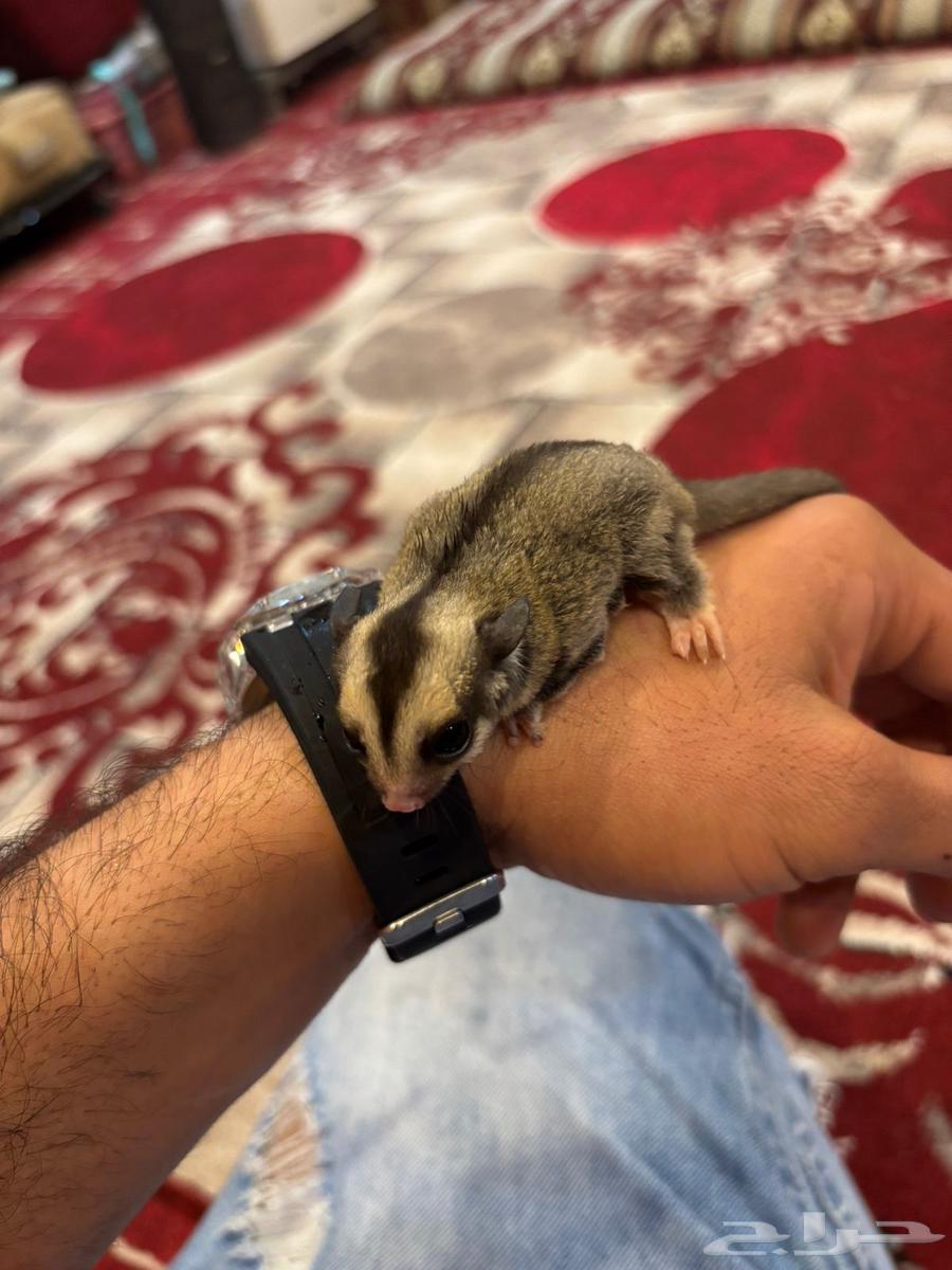 سجاب طائر63242926065025111