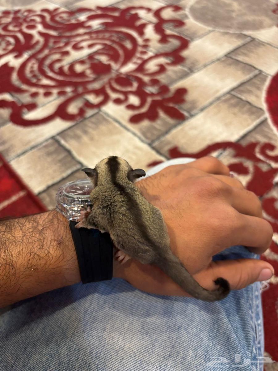 سجاب طائر632429260650251126