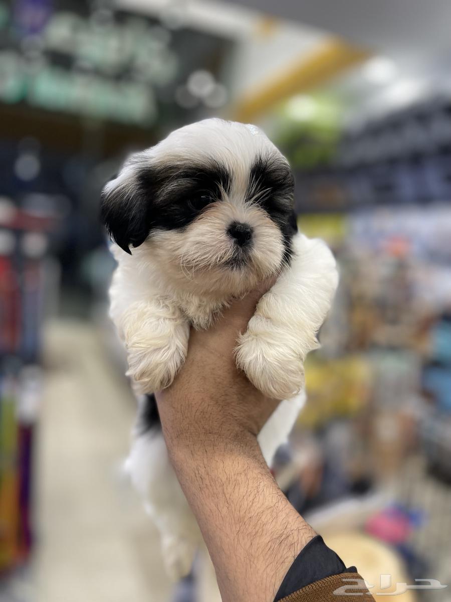 Mini Shih Tzu dogs63240854353410113