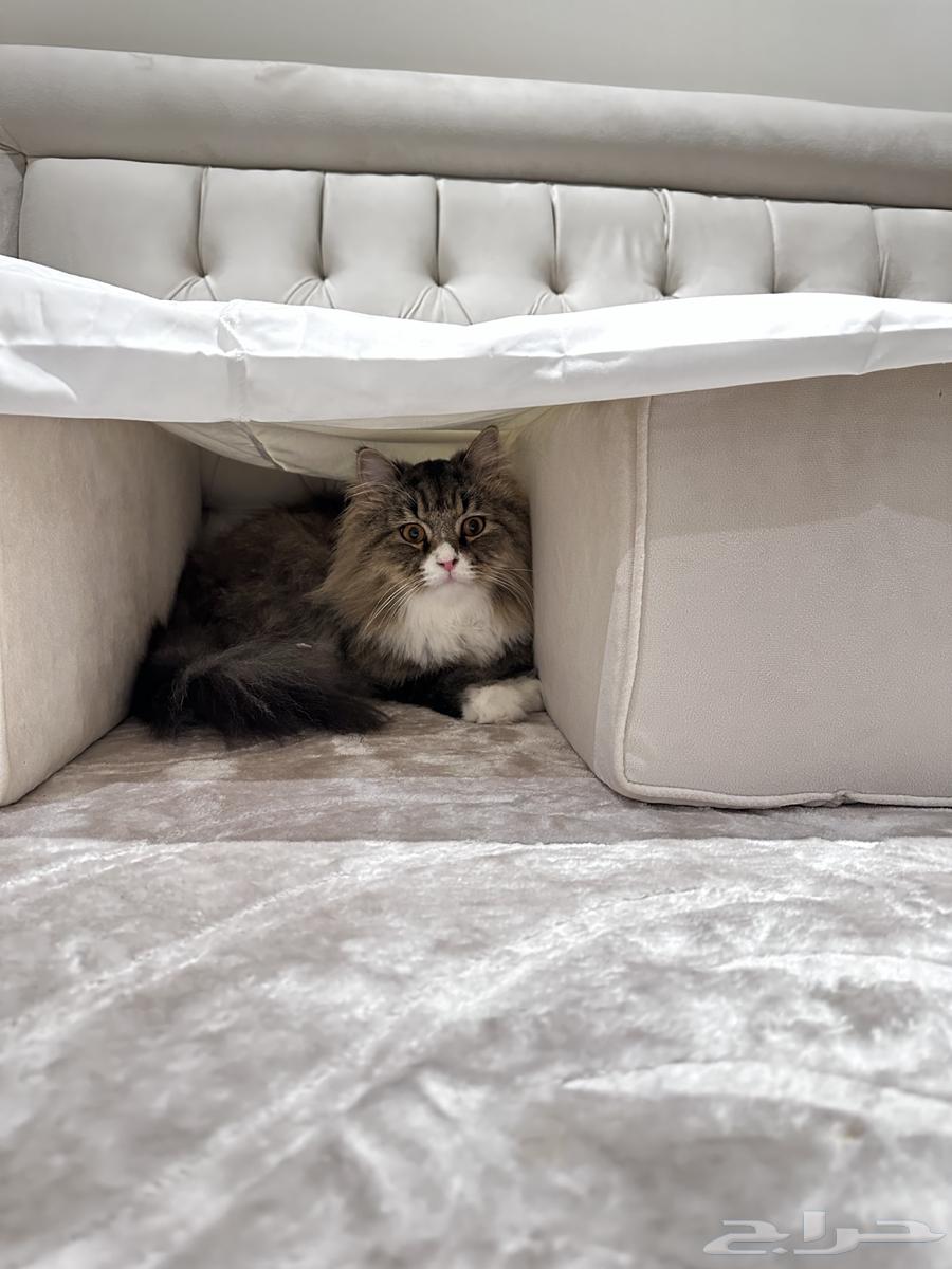 Stolen Shirazi cat, Mecca, plan 1163240846733698112