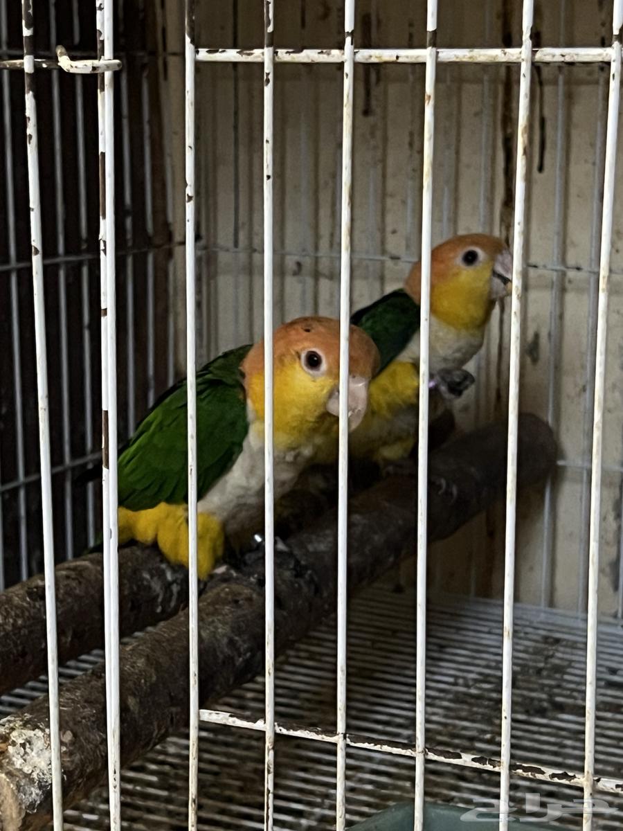 Joe the parrot ate a white cake.632293980307231122