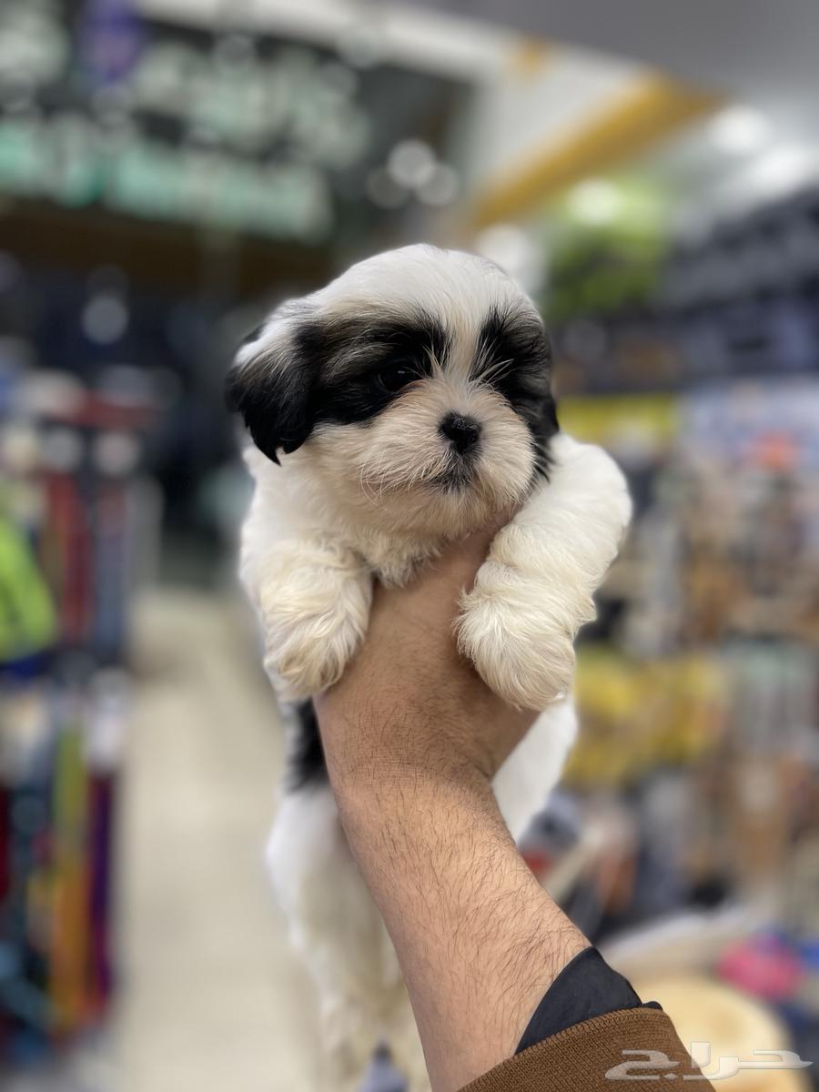 Mini Shih Tzu dogs63240854353410112