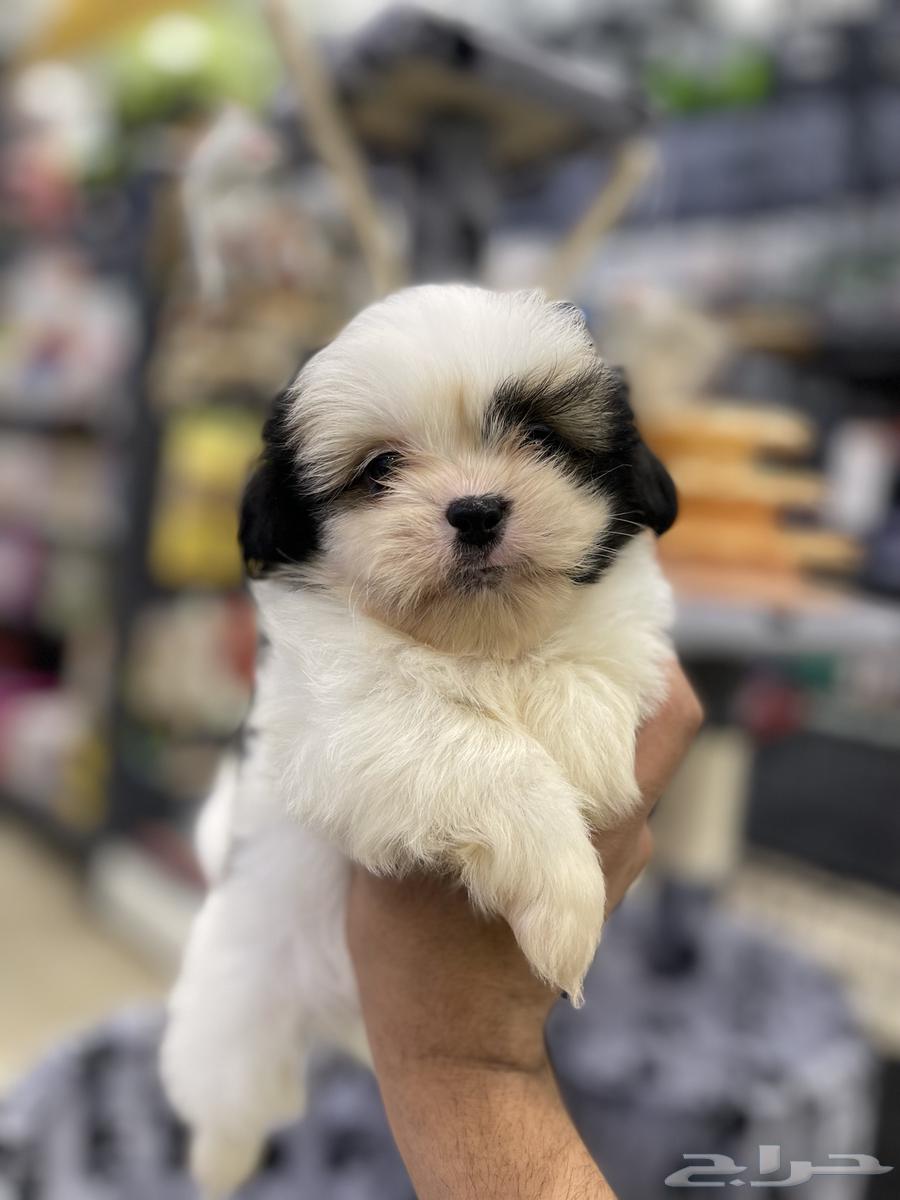Mini Shih Tzu dogs63240854353410114