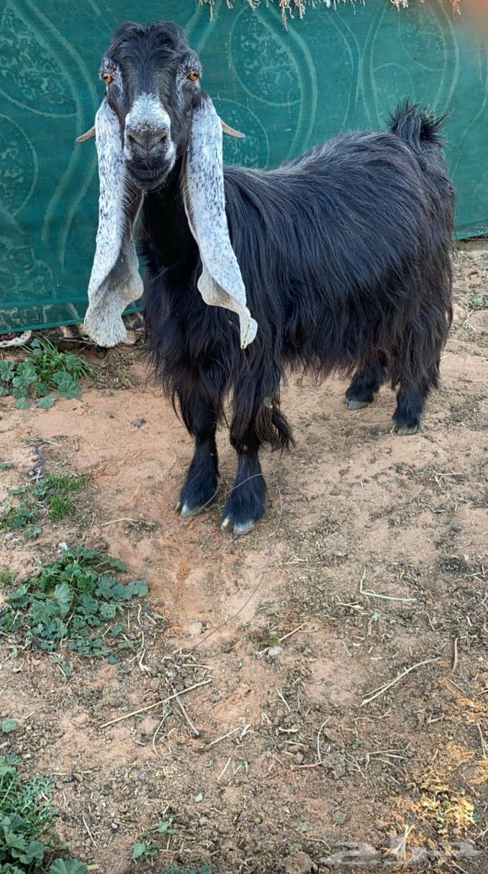 Occasional goat breed sold63008233570689113