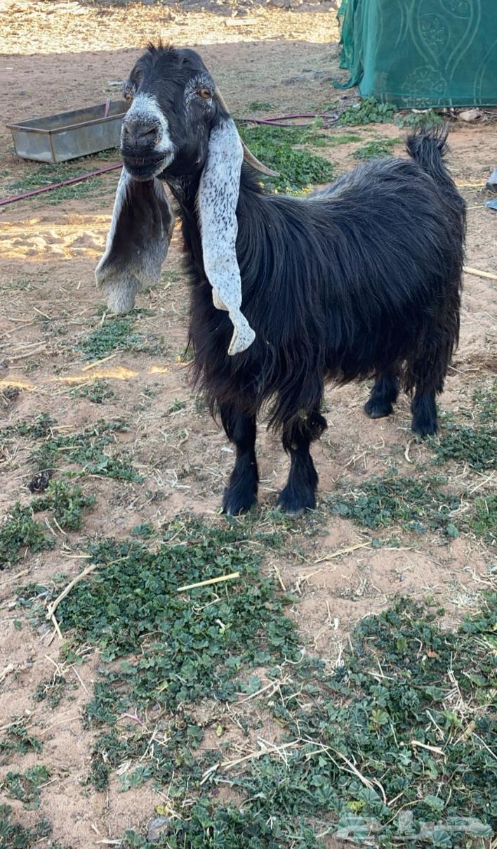Occasional goat breed sold63008233570689112