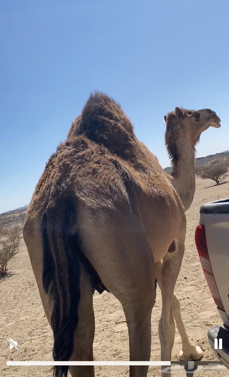 Camel63008087642753112