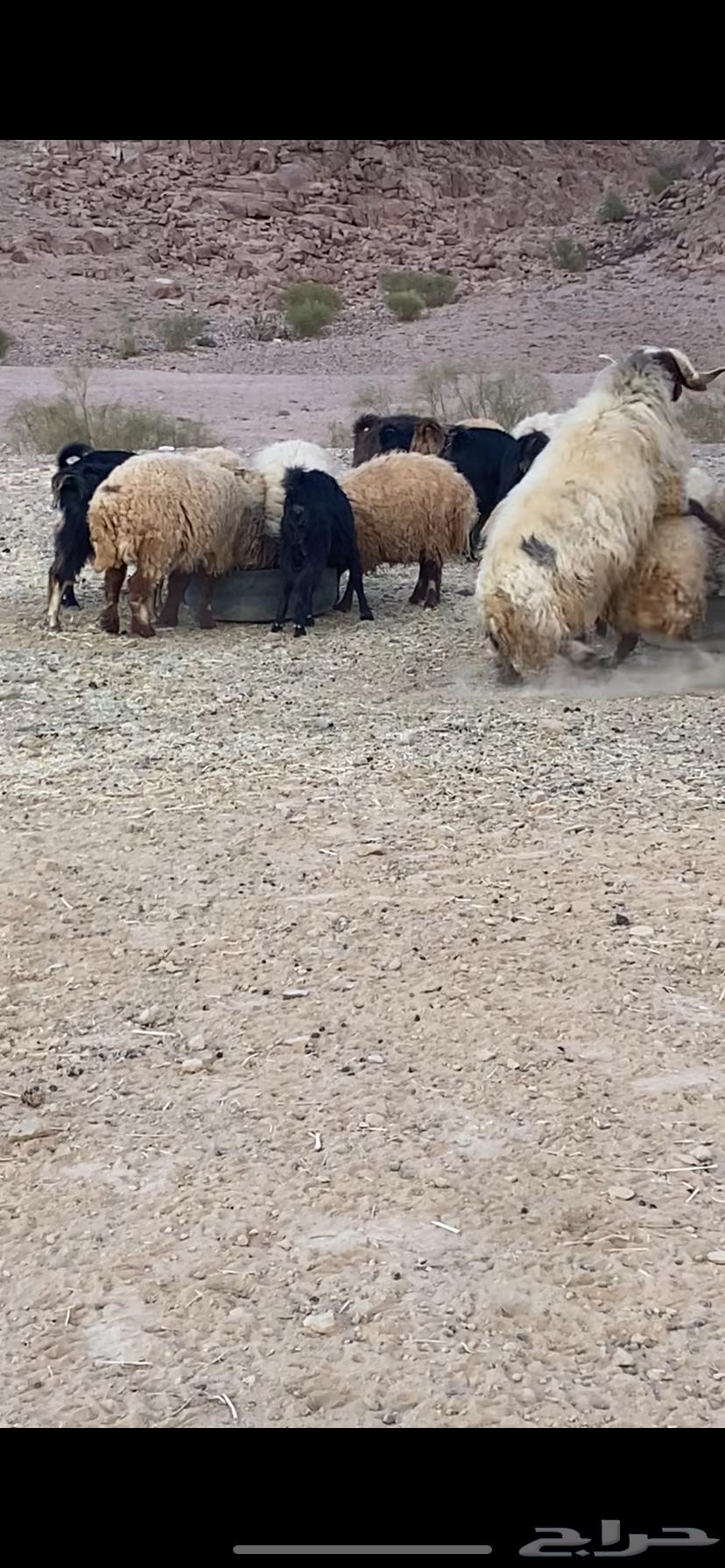 Male sheep for sale63008294459907114
