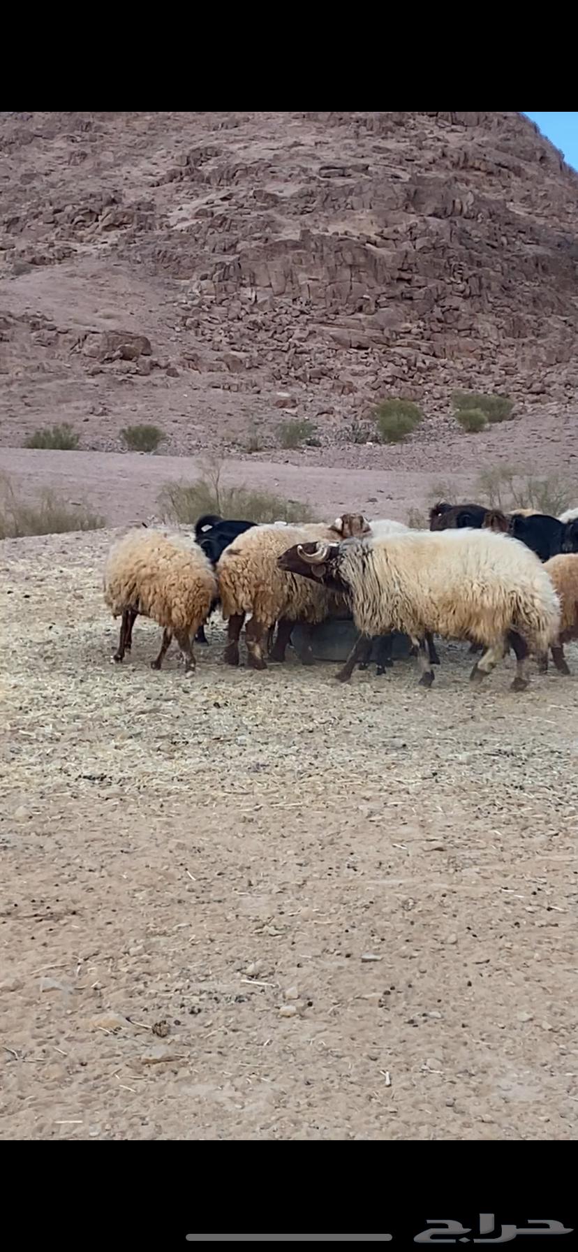 Male sheep for sale63008294459907112