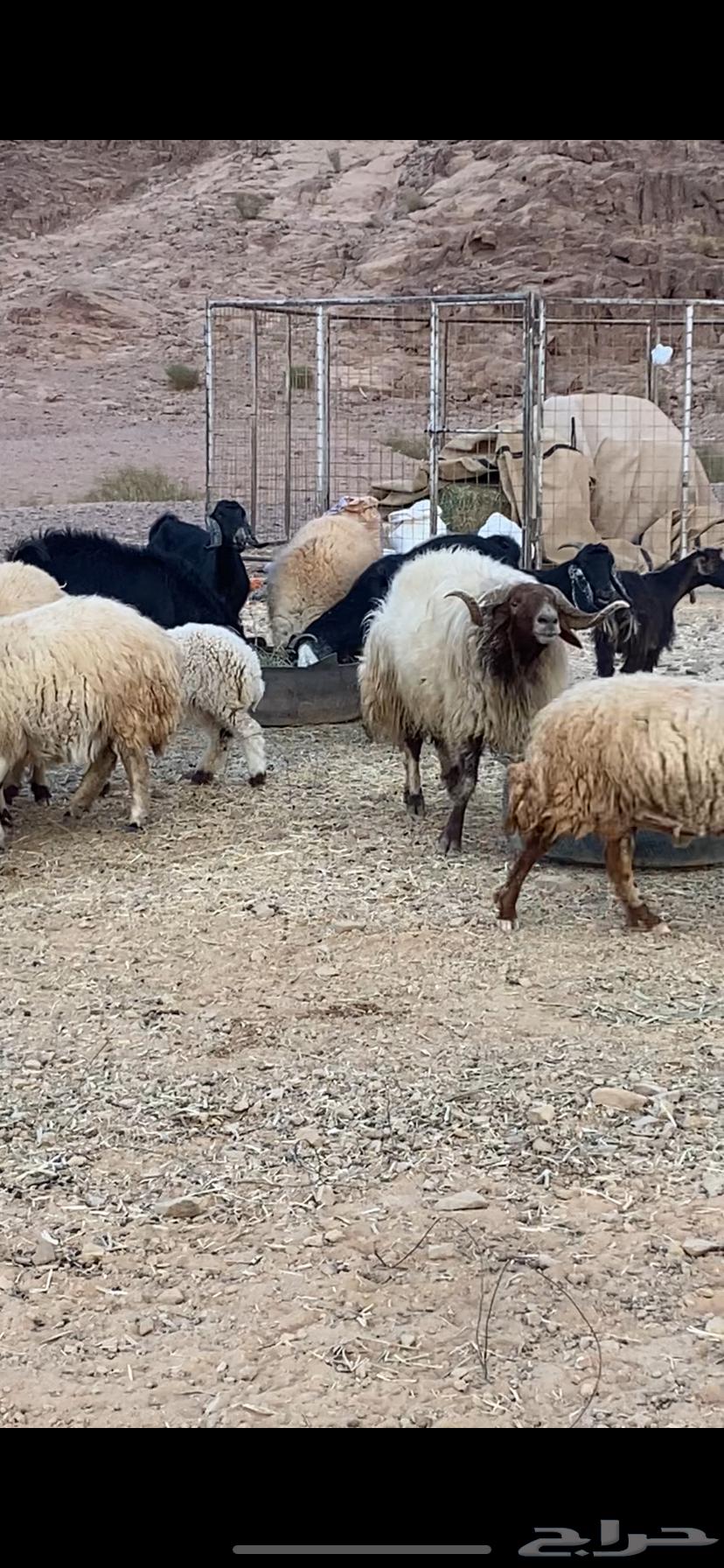 Male sheep for sale63008294459907113