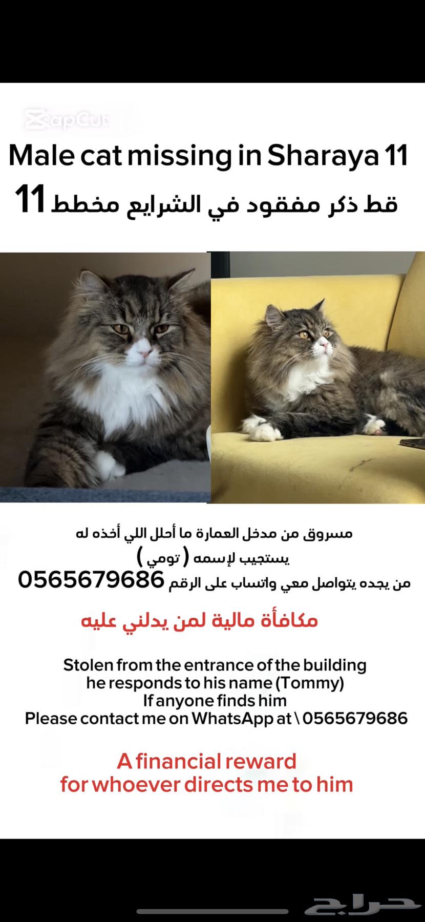 Stolen Shirazi cat, Mecca, plan 1163240846733698110