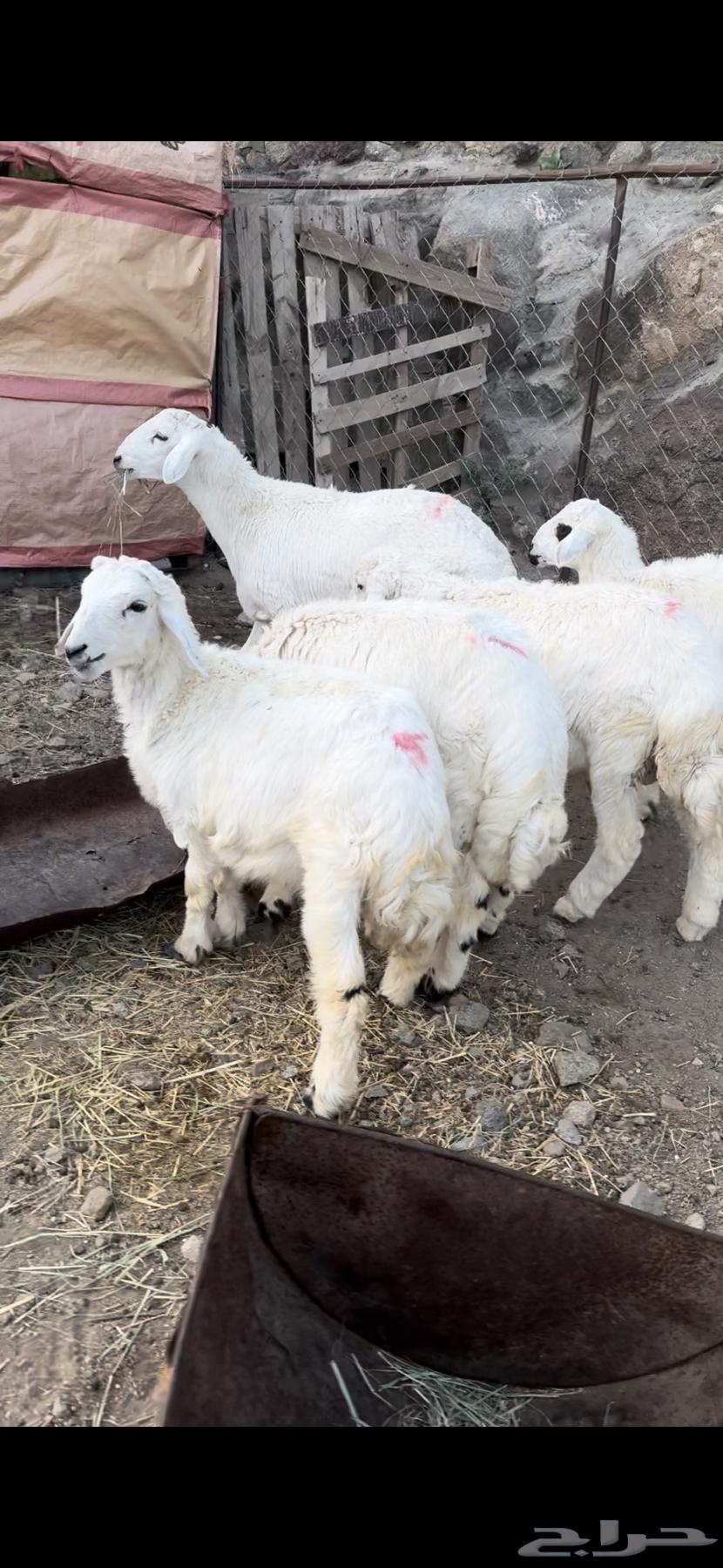 5 طليان632413624778261119