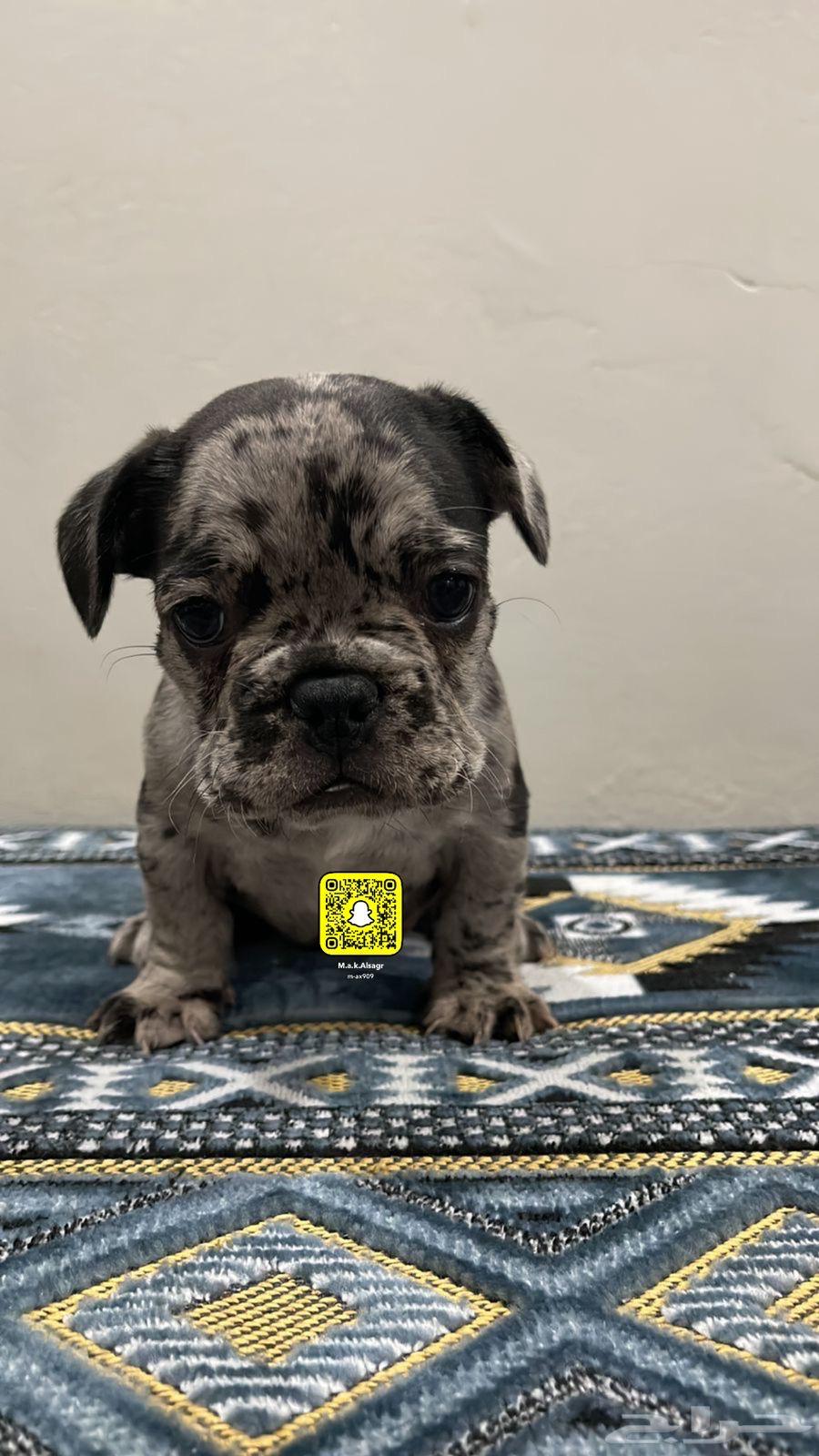 Due to male and female French Bulldogs63008344210051111