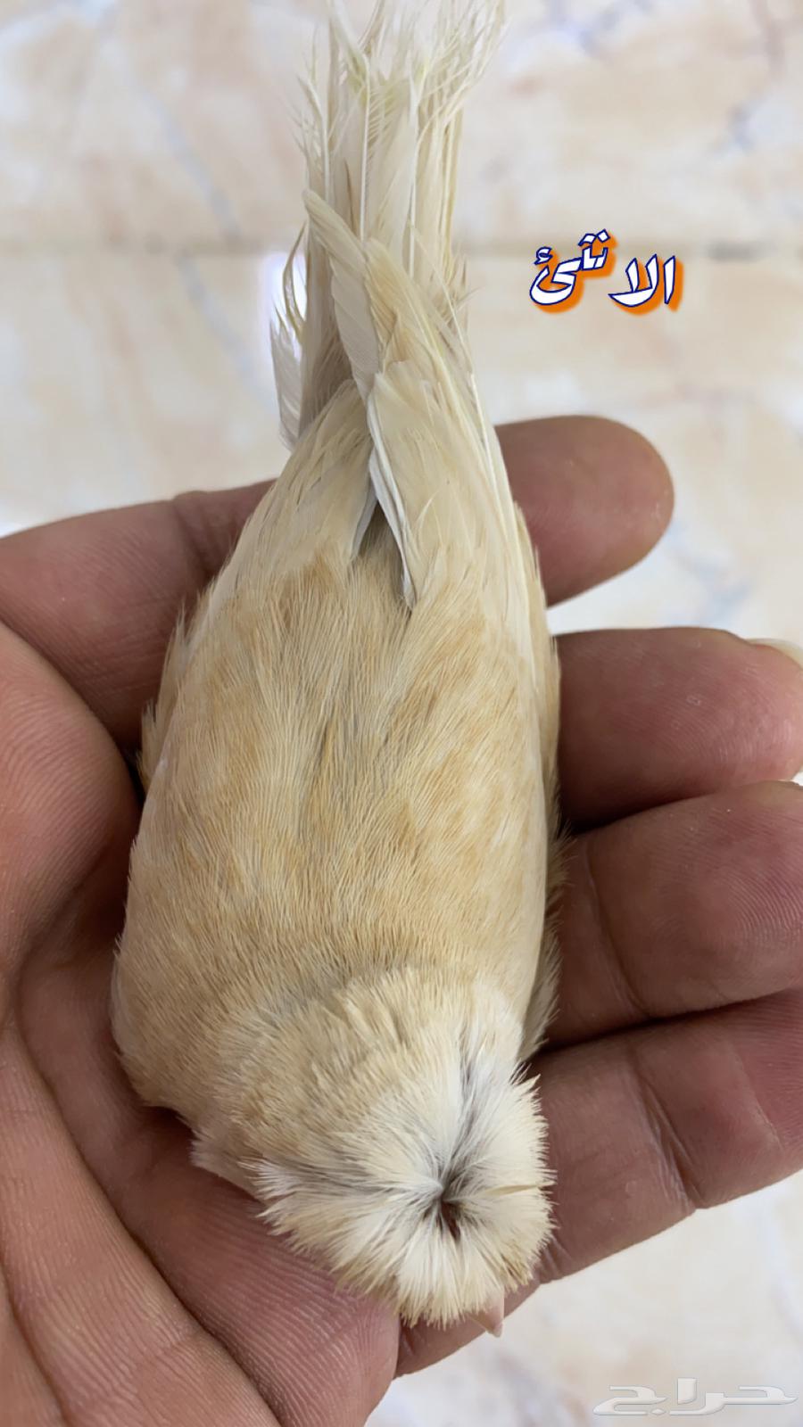 For sale: Canary pair with 4 chicks63240370937602113