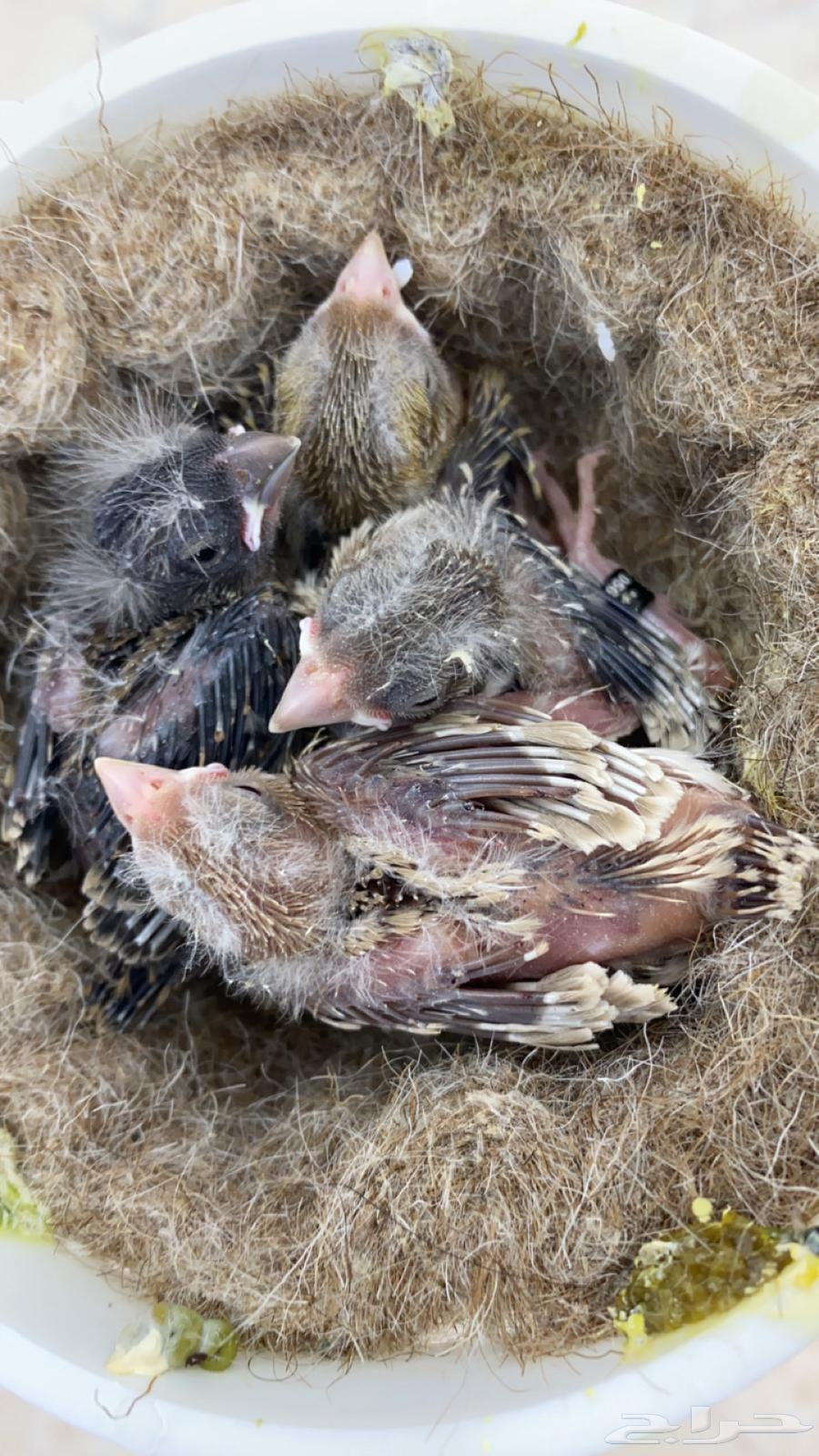 For sale: Canary pair with 4 chicks632403709376021125