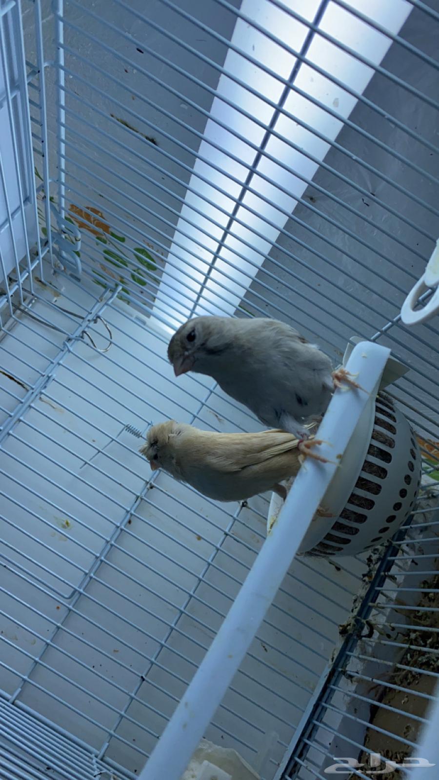 For sale: Canary pair with 4 chicks63240370937602112