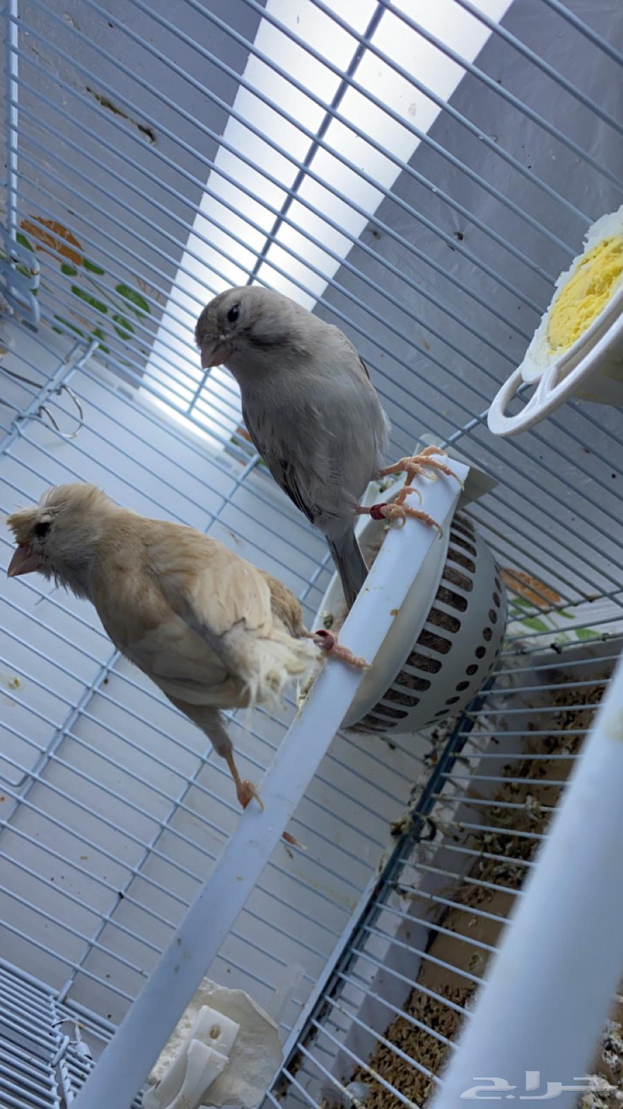For sale: Canary pair with 4 chicks63240370937602111