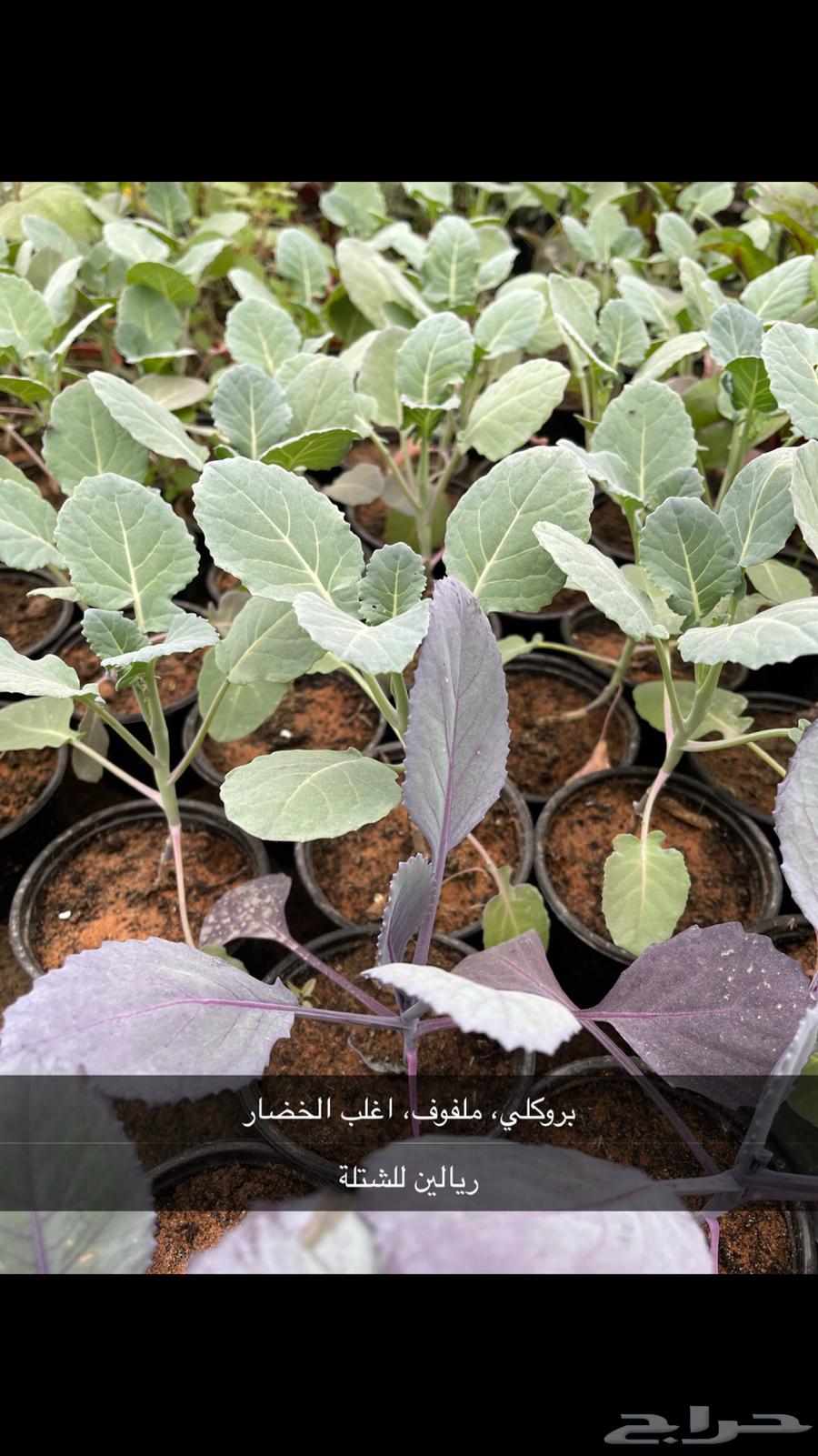 شتلات بروكلي وخضار بريالين فقط63252664854786111